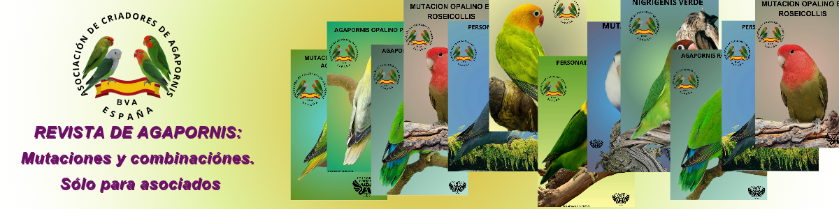 Cabecera web_20250309_122113_0000